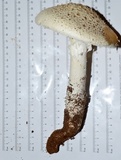 Amanita magniradix image