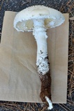 Amanita magniradix image
