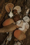 Entoloma abortivum image