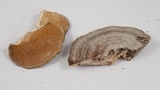 Trametes hirsuta image