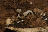 Phleogena faginea image