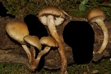Pholiota angustipes image
