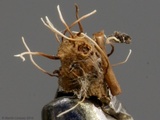 Akanthomyces aranearum image