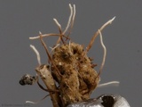 Akanthomyces aranearum image