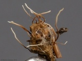 Akanthomyces aranearum image