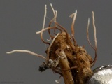 Akanthomyces aranearum image