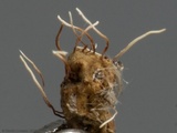 Akanthomyces aranearum image