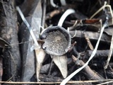 Coprinopsis cinerea image