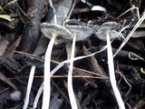 Coprinopsis cinerea image
