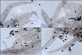 Coprinopsis cinerea image