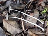 Coprinopsis cinerea image