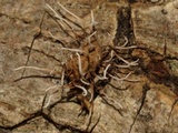 Akanthomyces aranearum image