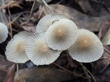 Coprinellus limicola image