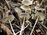 Coprinellus limicola image