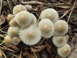 Coprinellus limicola image