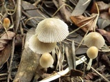 Coprinellus limicola image