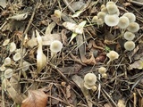 Coprinellus limicola image