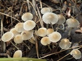 Coprinellus limicola image