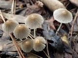 Coprinellus limicola image