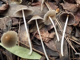 Coprinellus limicola image