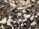 Coprinellus limicola image