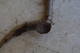 Polyporus brumalis image