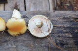 Hygrophorus flavodiscus image