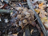 Psathyrella multipedata image