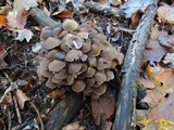Psathyrella multipedata image