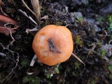 Hygrocybe pratensis image