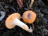 Hygrocybe pratensis image