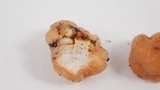 Tremella encephala image