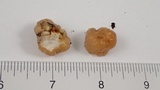 Tremella encephala image