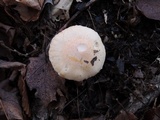 Cuphophyllus pratensis image
