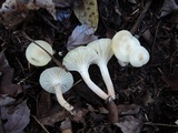 Cuphophyllus virgineus image