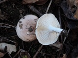 Hygrophorus roseobrunneus image