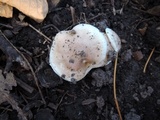 Hygrophorus roseobrunneus image
