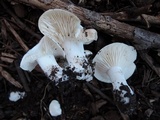 Hygrophorus roseobrunneus image