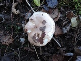 Hygrophorus roseobrunneus image