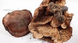 Tricholoma fracticum image
