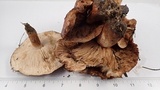 Tricholoma fracticum image