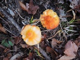 Hygrocybe aurantiosplendens image