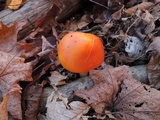 Hygrocybe aurantiosplendens image