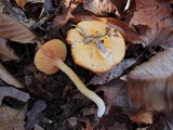 Hygrocybe aurantiosplendens image