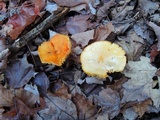 Hygrocybe aurantiosplendens image