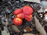 Hygrocybe splendidissima image