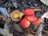 Hygrocybe splendidissima image