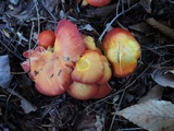 Hygrocybe splendidissima image