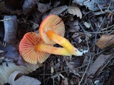 Hygrocybe splendidissima image