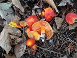 Hygrocybe splendidissima image